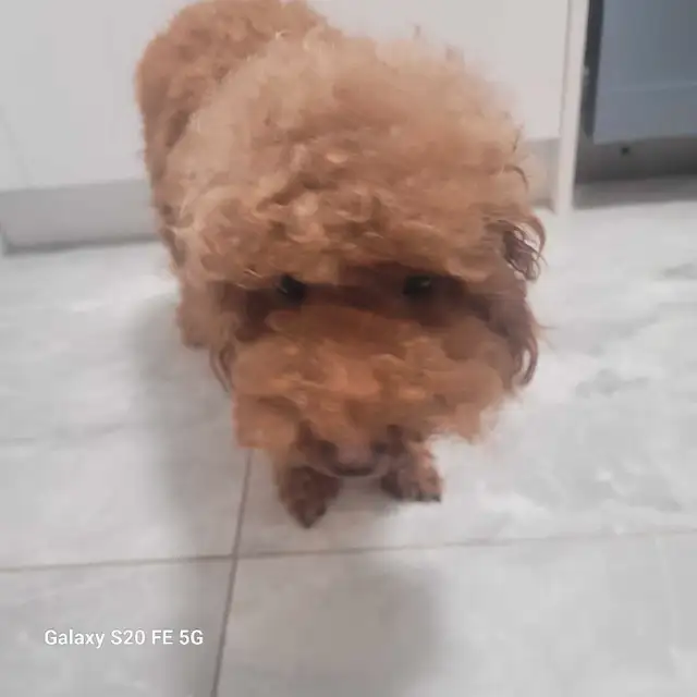Dark Red miniature poodle puppies ready for rehome in Dogs & Puppies for Rehoming in City of Toronto - Image 8
