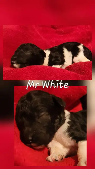 STANDARD POODLE PUPPIES CKC REGISTERED, View more
