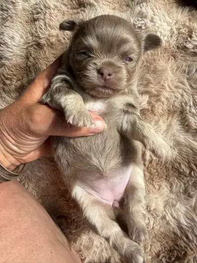 Unique heigh quality lavender tri & chocolate chihuahua puppies, View more