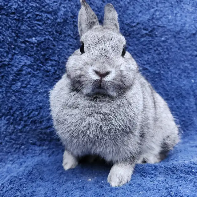 EXTRAORDINARY NETHERLAND DWARF BABY BUNNY RABBITS in Small Animals for Rehoming in London - Image 10