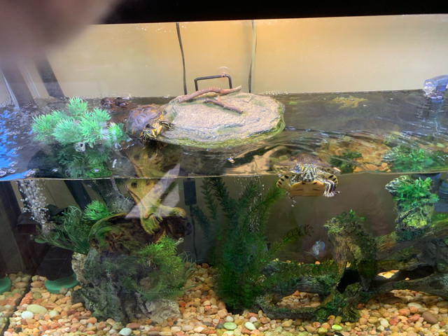 2 juvenile yellow belly slider turtles with complete aquarium  in Reptiles & Amphibians for Rehoming in Abbotsford - Image 3