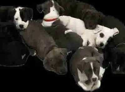 Adorable Cane Corso-Presa Canario + mixed breed puppies, View more