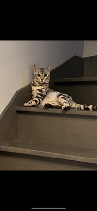 Chat de Bengal