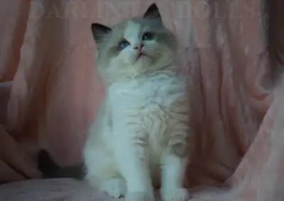 Two TICA registered purebred Ragdoll seal bicolour males available for their new homes at the beginn...