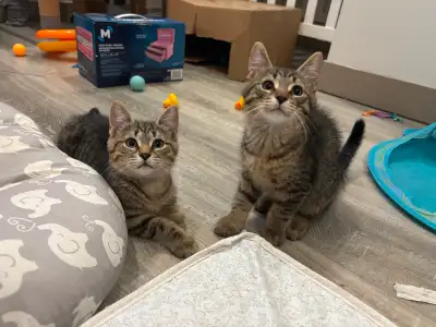 Kittens for adoption, View more