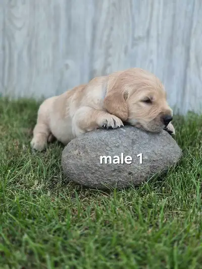 Golden Retriever Puppies, View more