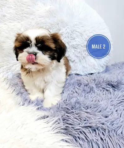 These tiny purebred Shih Tzu Puppies are ready to meet their new families. They are Hypoallergenic a...