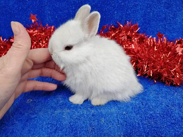 Extraordinary mini rex male baby bunny rabbit in Small Animals for Rehoming in City of Toronto - Image 8