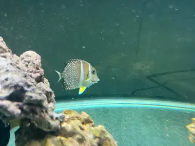 Selling a beautiful mustard tang! I’ve had him about a year, and is very well tank conditioned. Eats...