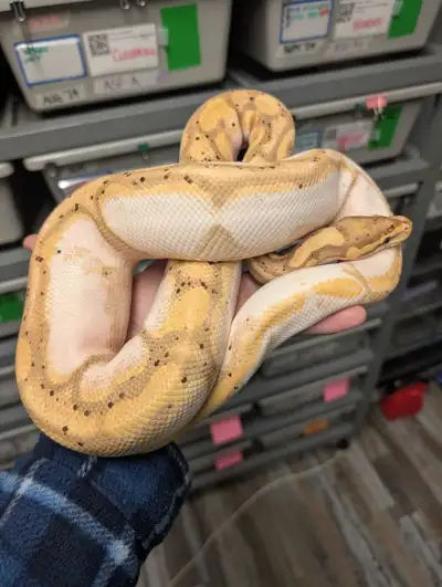 Adult Ball Pythons - Ready to breed, View more