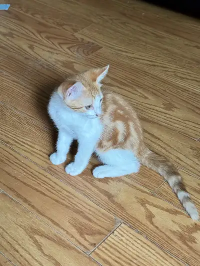 Chaton prêt pour une nouvelle famille , View more