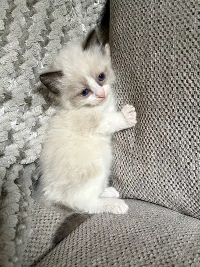 RAGDOLL KITTENS , View more