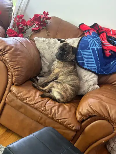1 year old boxer pug mix, View more