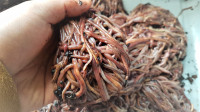 Red Wigglers.... European & African Nightcrawlers Compost Worms