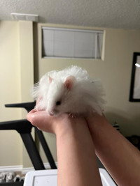 4 month old male long-haired Syrian hamster (one left). 