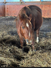 6 year old chesnut brood mare,
