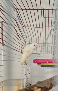 Albino Female Lovebird 