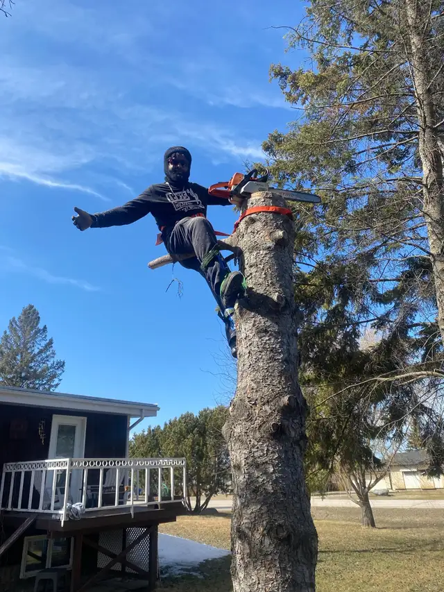 Clear View Tree  Service/mergency services/ Hauling/ Stump grind62863251792643129