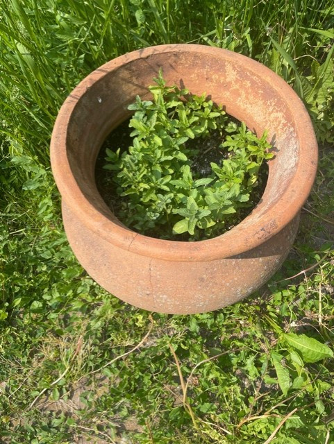 Large Clay Plant Pots in Outdoor Décor in Markham / York Region - Image 2