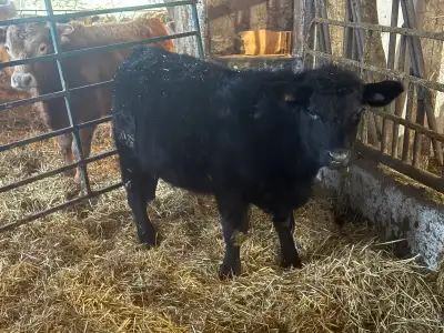 Black angus steer. Up to date on shots and ivomeced. Born in June. Looking for new pasture. 2 Herefo...