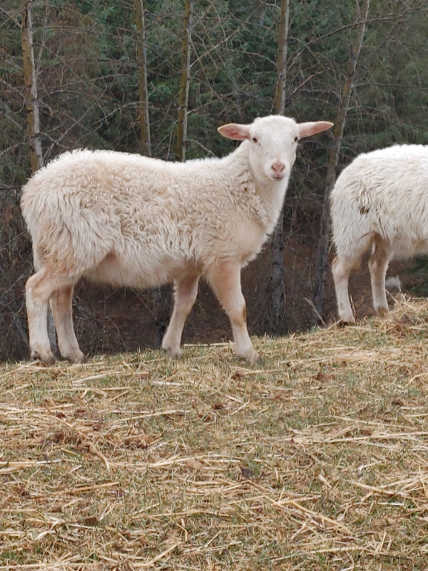 Katahdin Lambs in Livestock in Prince George