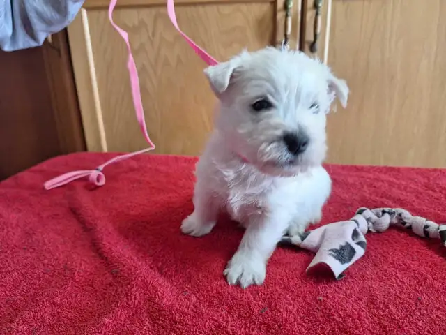 Adorable Westie Puppies