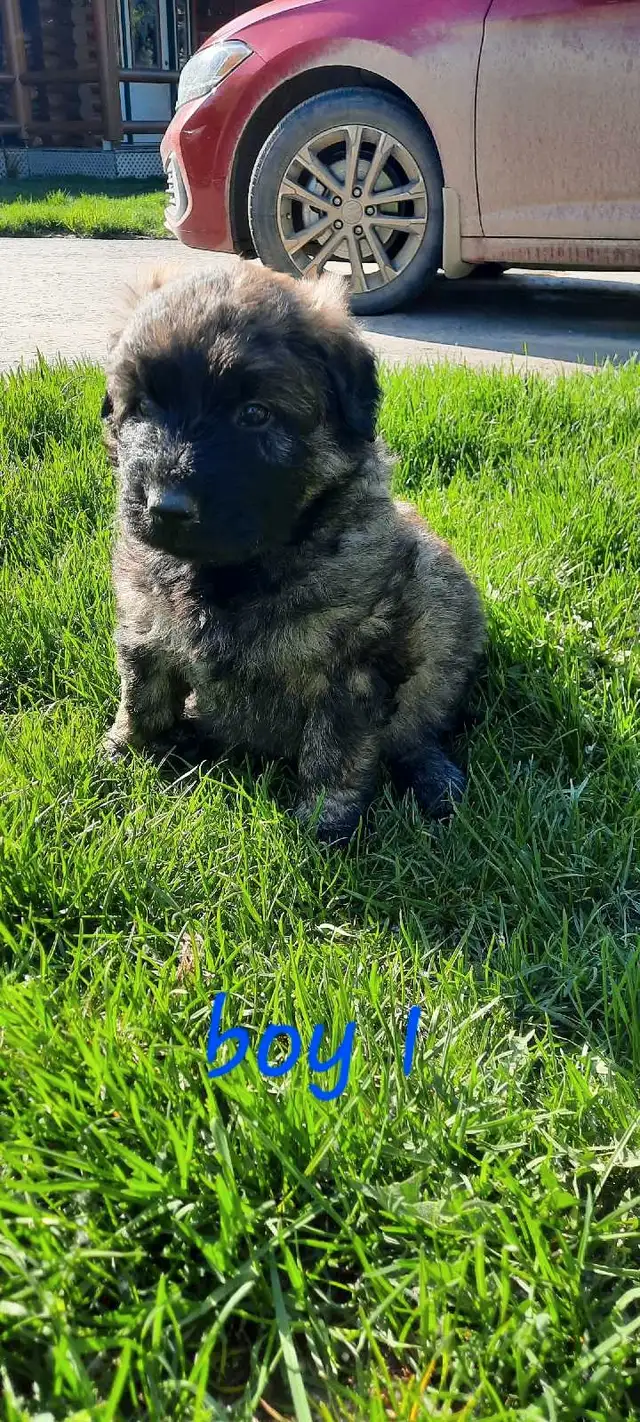 Beautiful 100% purebred bouviers in Dogs & Puppies for Rehoming in Red Deer - Image 7