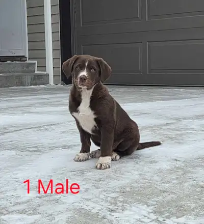 Puppies for sale, View more