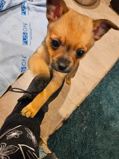 chihuahua dog in Dogs & Puppies for Rehoming in British Columbia