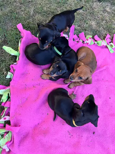 Mini Dachshund Puppies, View more