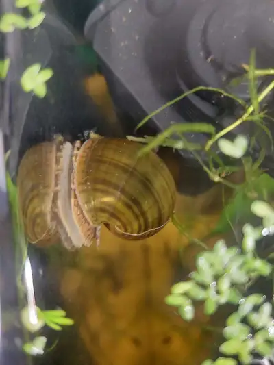 Mystery Snail, View more