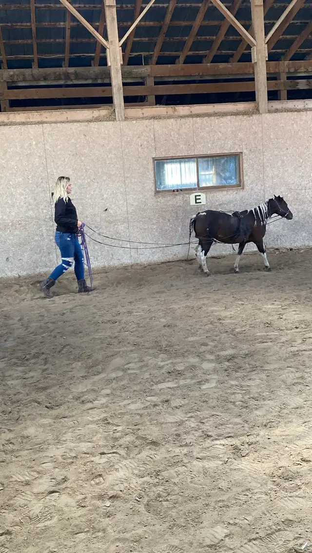 miniature mare for sale in Horses & Ponies for Rehoming in Oshawa / Durham Region - Image 10