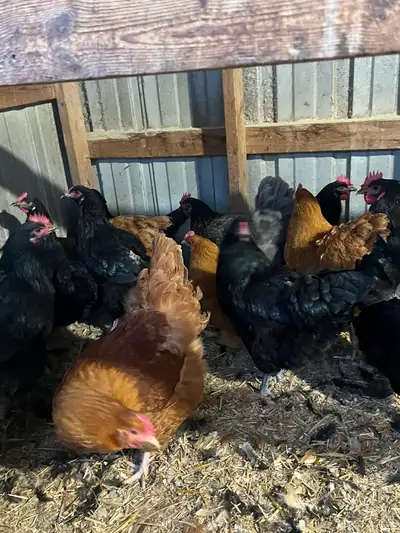 buff Orpington hens , View more