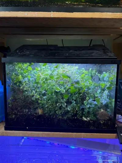 Bioactive Terrarium, View more
