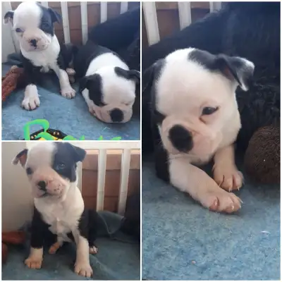 Boston terrier pups, View more