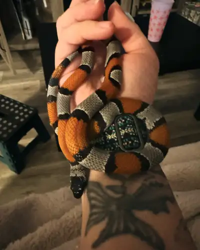 grey banded king snake (F), View more