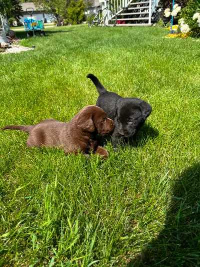 NEED LICKS & CUDDLES?- CHOCOLATE AND BLACK LAB PUPPIES, View more