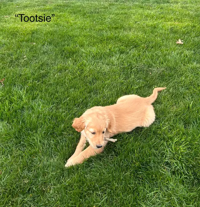 Purebred Golden Retriever Puppies in Dogs & Puppies for Rehoming in Chilliwack - Image 4