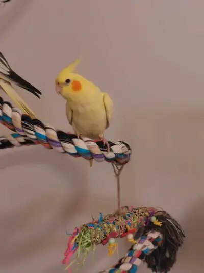 bébé cockatiel, View more