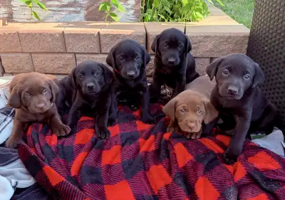 CKC Black/Chocolate Labrador Pup!  Health/Performance Tested!, View more