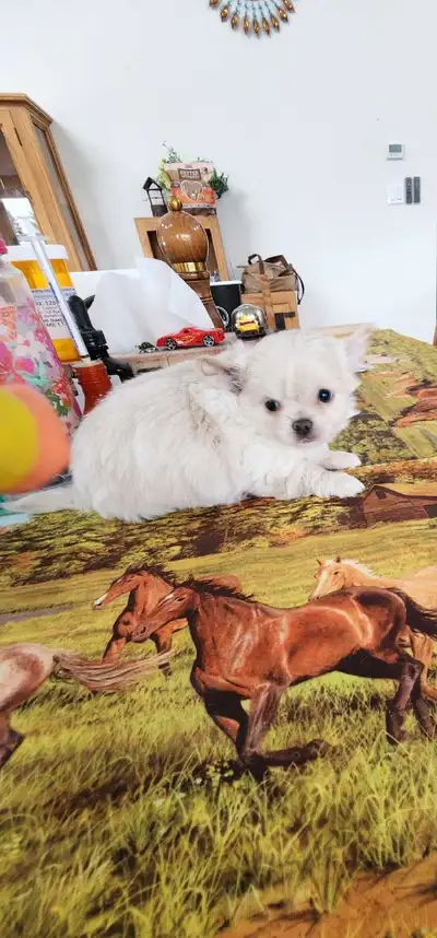 Chihuahua gorgeous puppies from Reputable Breeder, View more