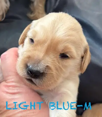 CKC Registered GOLDEN RETRIEVERS, View more