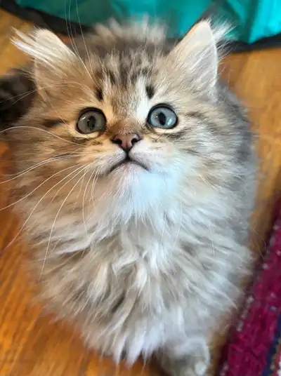 British Longhair x Siberian kitten Male, View more