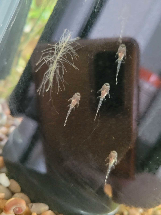 Baby plecos ready soon! in Fish for Rehoming in Trenton