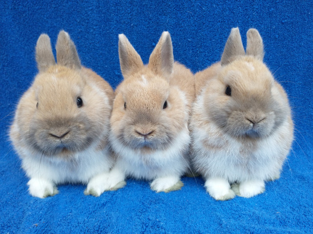 EXTRAORDINARY HOLLAND LOP BABY DWARF BUNNY RABBITS in Small Animals for Rehoming in Ottawa - Image 2