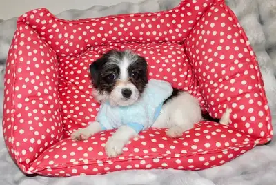 Tiny Toy Maltese  mixe Puppy, View more