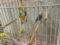 Selling two budgies with large cage 