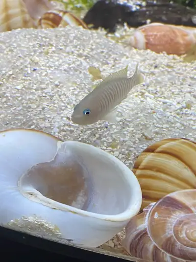 Shell Dwellers for sale, View more