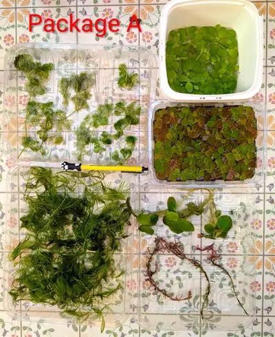 Aquarium plant packages, View more