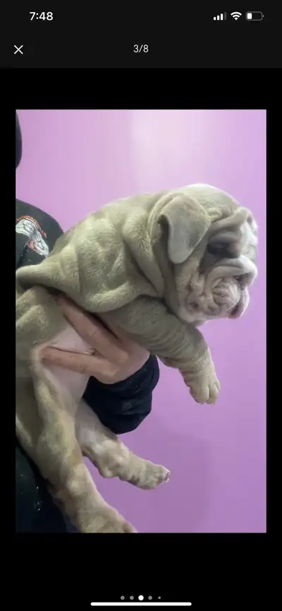 english bulldog pups rare color wrinkly cuddle bugs, View more
